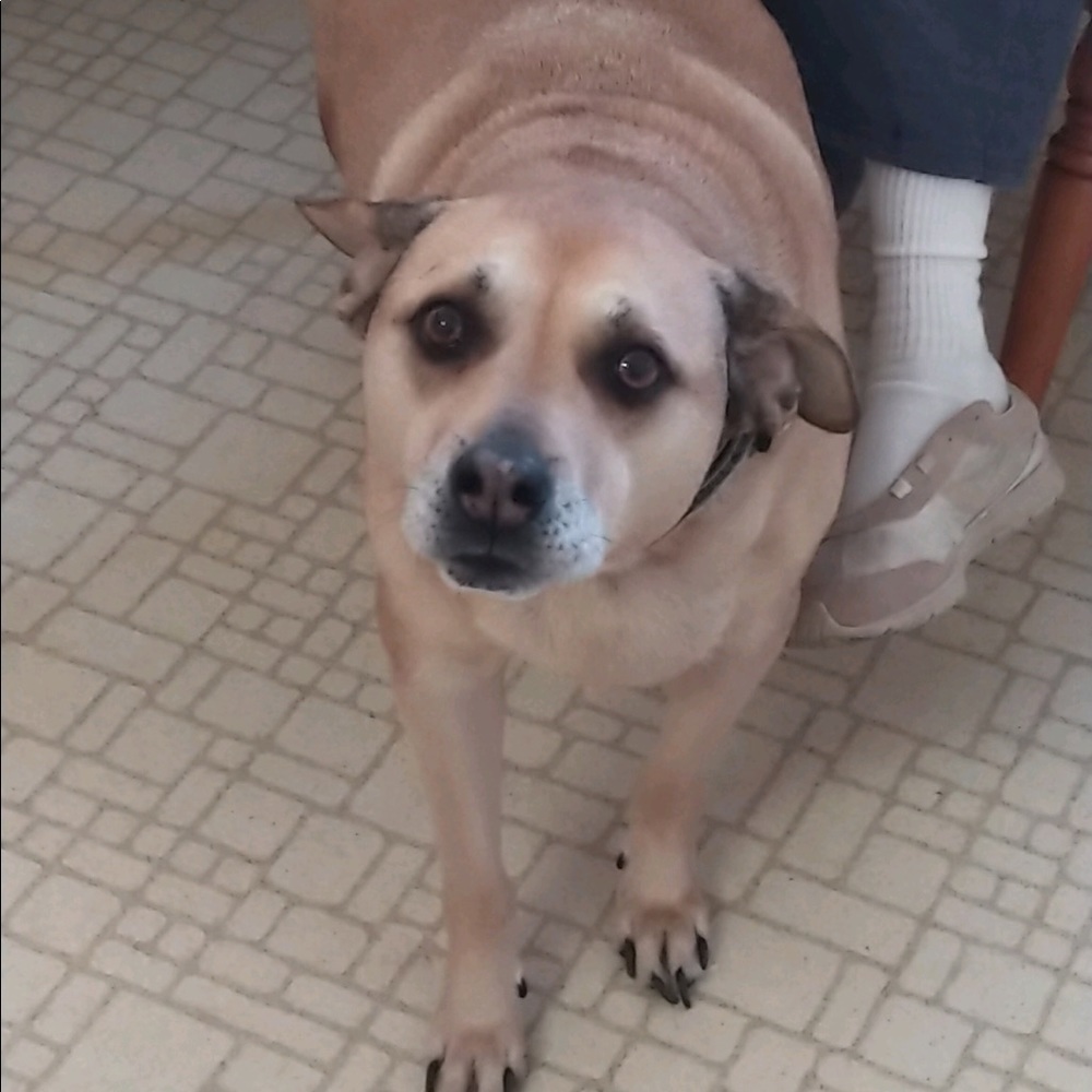 Meet your Posher, Kitty